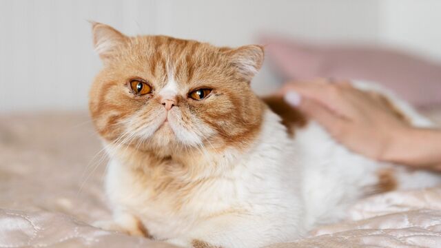 Кот с приплюснутой мордой