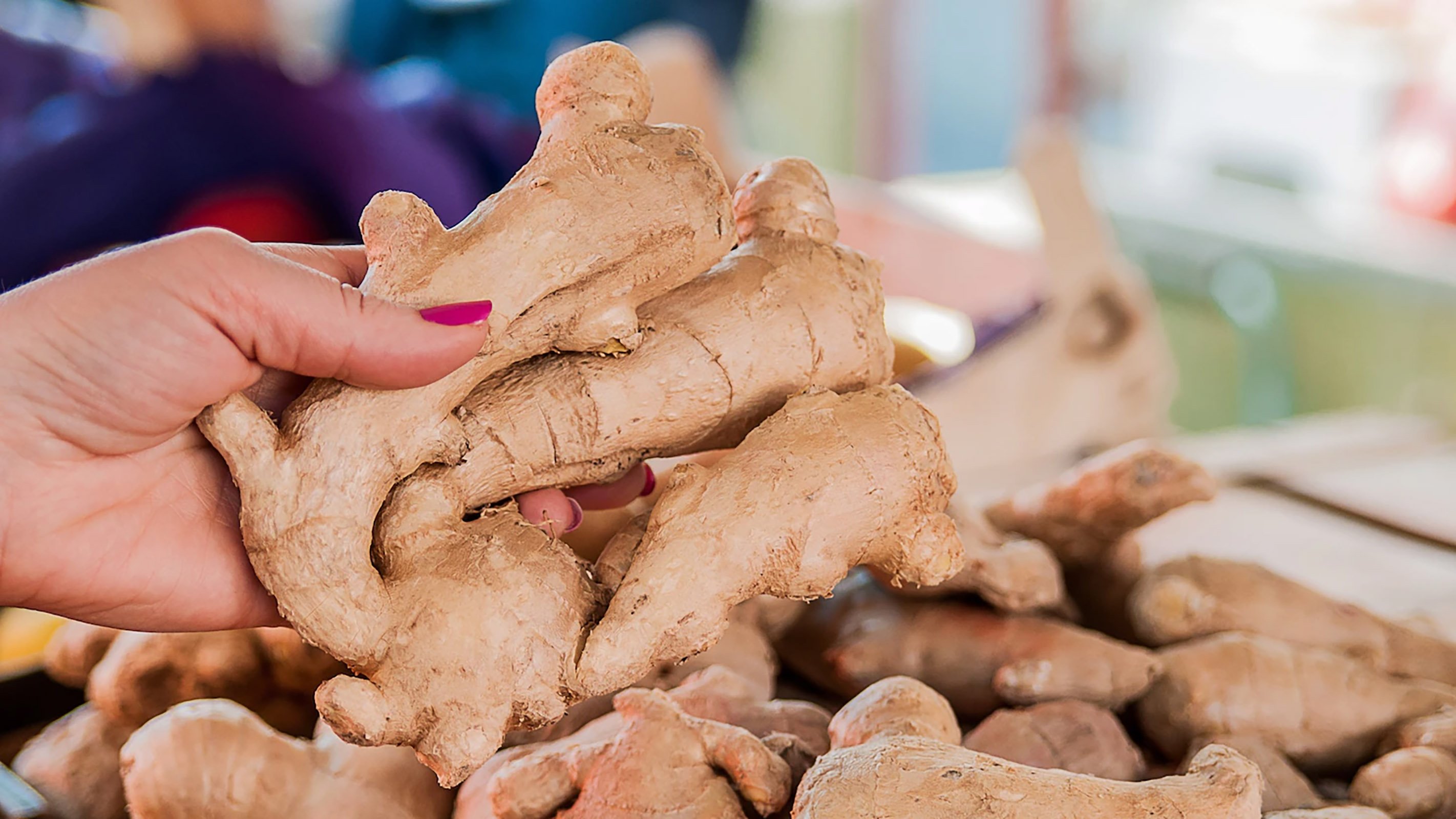 Выращивание имбиря в домашних условиях