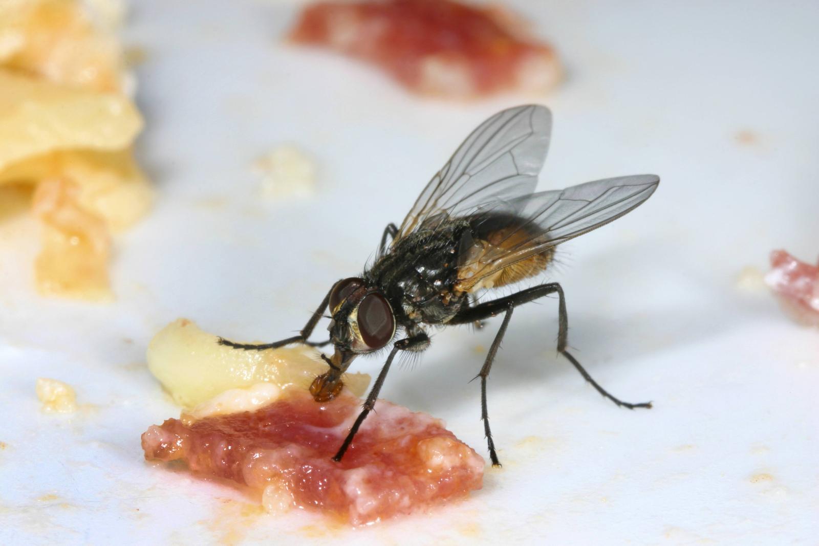 Зимой дома появилась муха. Food on the Fly.