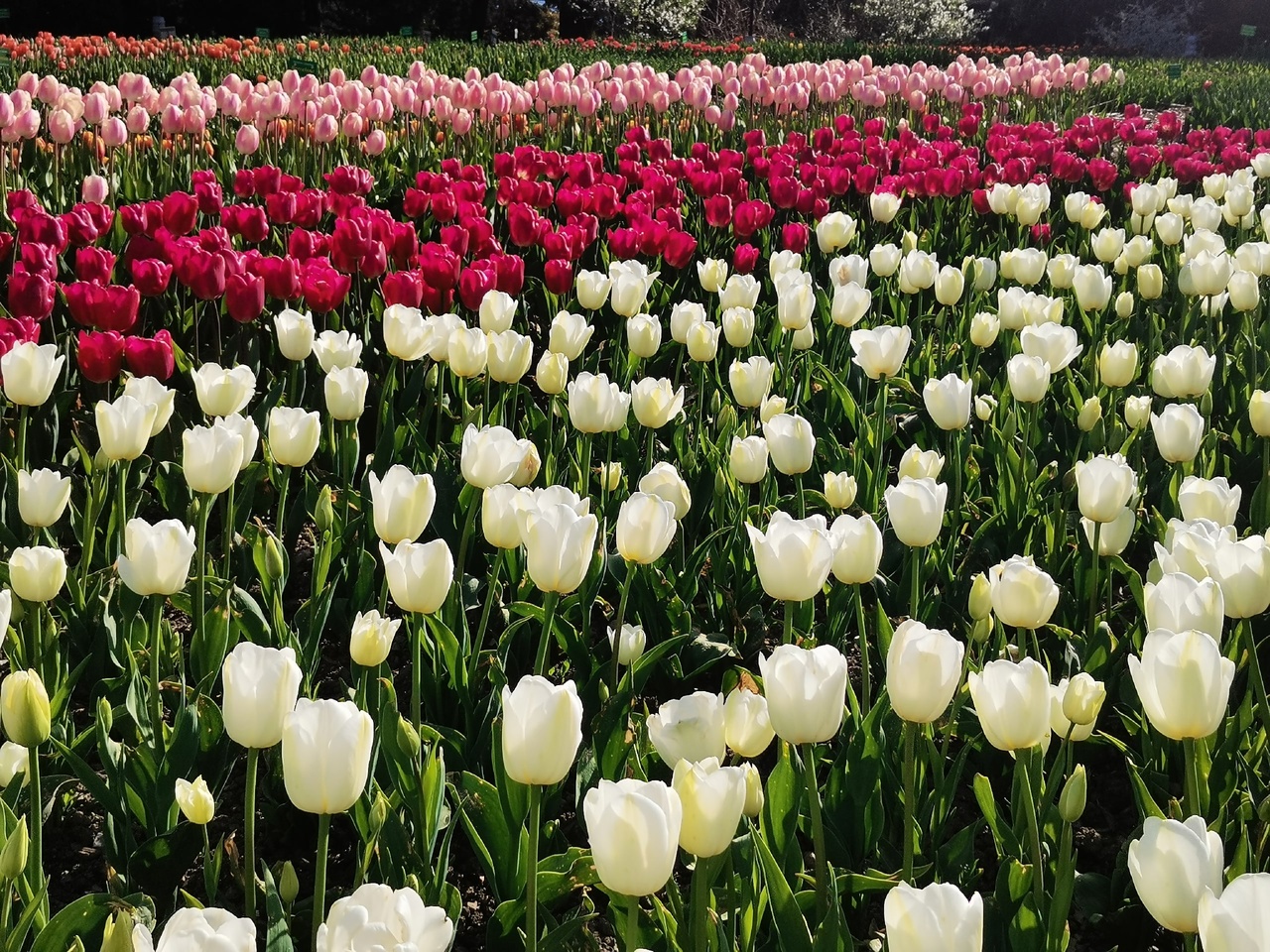 Никитский Ботанический сад парад тюльпанов. Парад тюльпанов Никитский Ботанический сад 2023. Тюльпан парад. Вытянутые цветы.