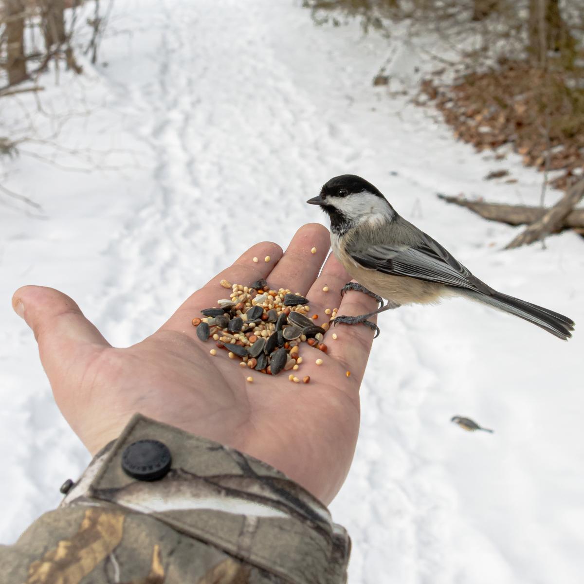Как сделать кормушку для птиц своими руками из подручных материалов