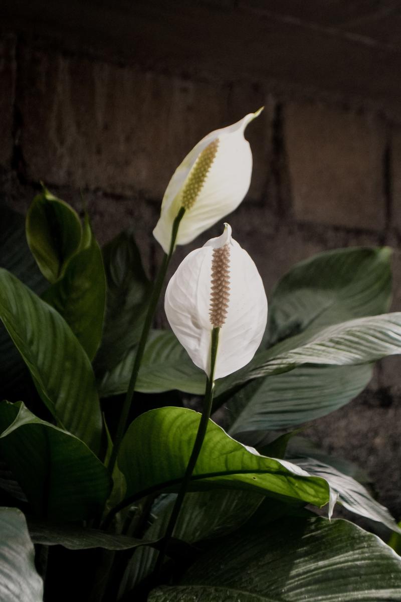 10 самых изящных комнатных растений с белыми цветами, которые поражают своей красотой